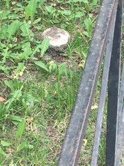Agaricus campestris