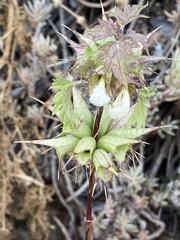Moluccella spinosa