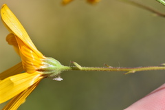 Osteospermum grandiflorum