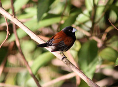 Spermestes bicolor