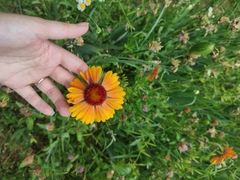 Asteraceae
