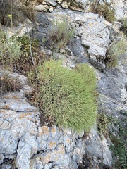 Dianthus pendulus