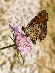 Melitaea pseudornata