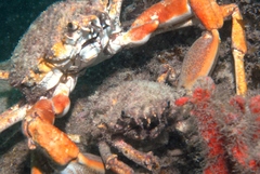 Leptomithrax gaimardii