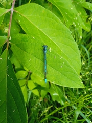Coenagrion puella