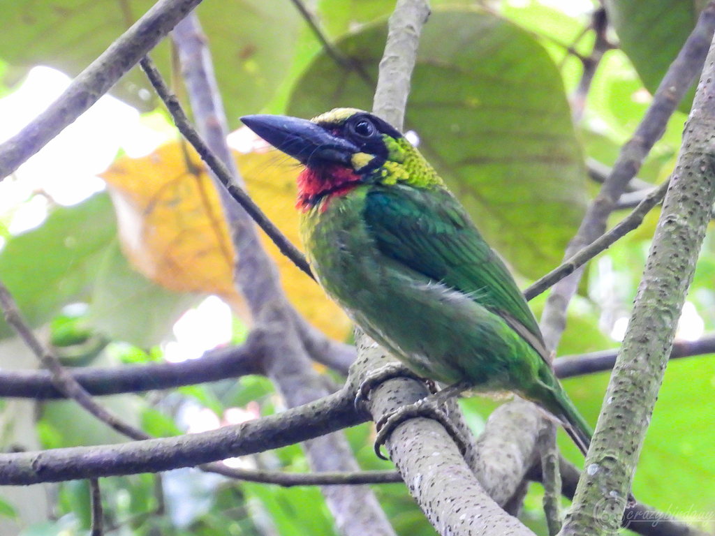 Black-Banded Barbet