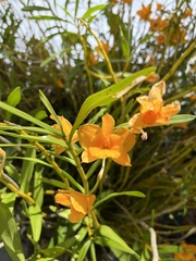Dendrobium chryseum