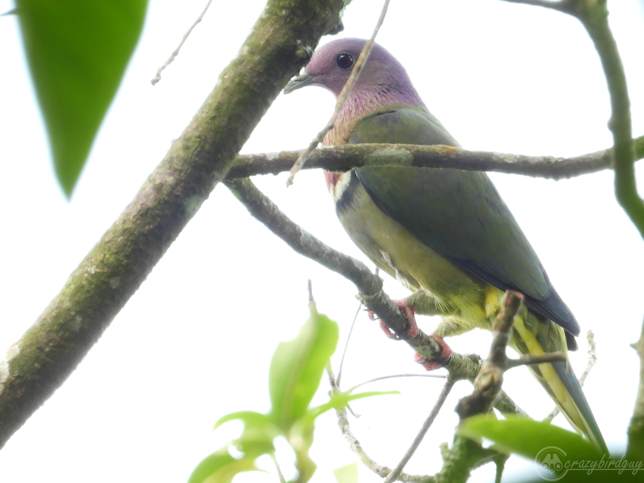 Pink-headed Fruit Dove (Ptilinopus porphyreus), photo 8