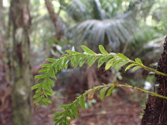 Tmesipteris sigmatifolia