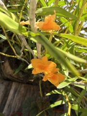 Dendrobium chryseum