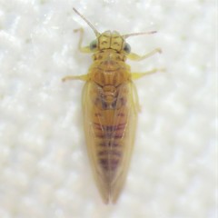 Blastopsylla occidentalis
