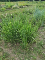 Miscanthus sinensis