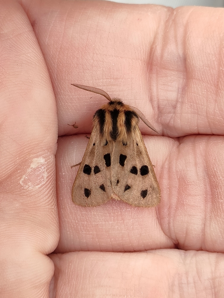 Chelis arragonensis