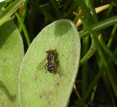 Anasimyia anausis