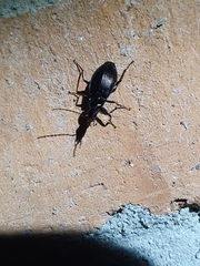 Limodromus assimilis