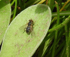 Anasimyia anausis