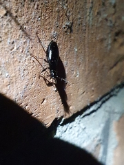 Limodromus assimilis