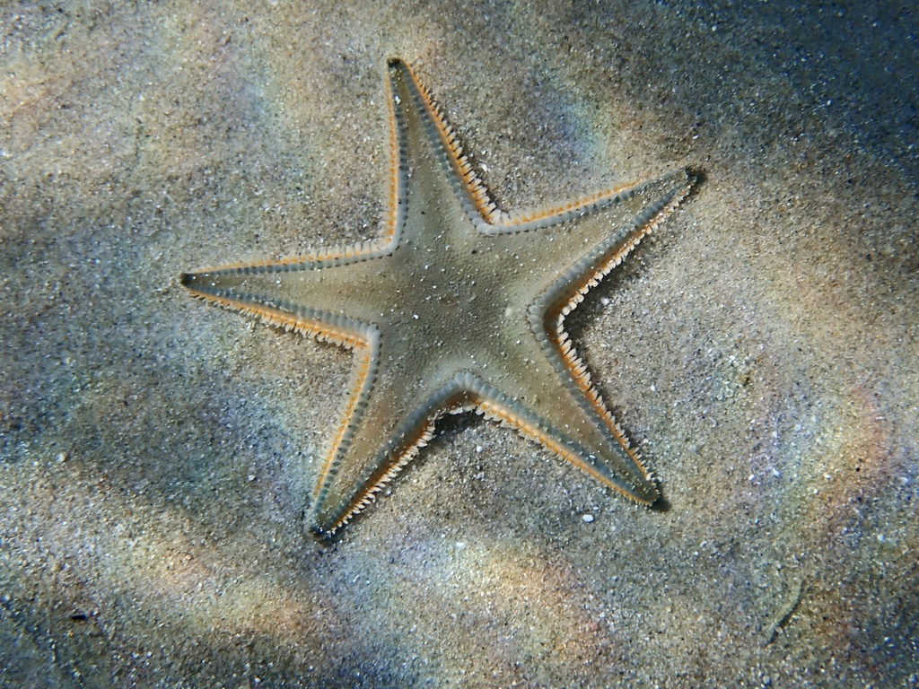 Astropecten jonstoni