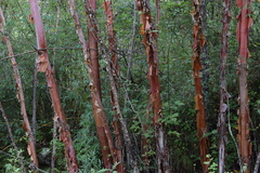 Betula utilis albosinensis