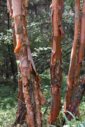 Himalayan Birch