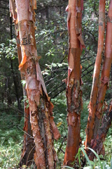Betula utilis albosinensis