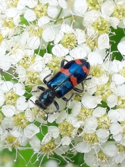 Trichodes ircutensis