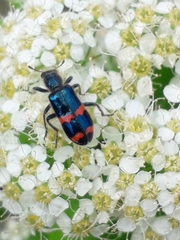 Trichodes ircutensis