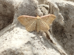 Idaea fuscovenosa