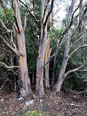 Eucalyptus subcrenulata