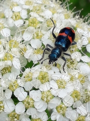 Trichodes ircutensis