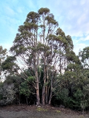 Eucalyptus subcrenulata