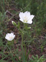 Cerastium maximum