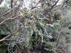 Eucalyptus subcrenulata