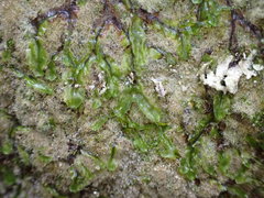 Symphyogyna undulata