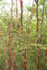 Betula utilis albosinensis