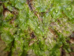 Symphyogyna undulata