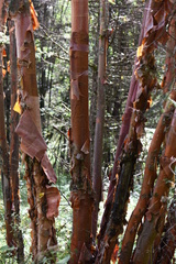 Betula utilis albosinensis