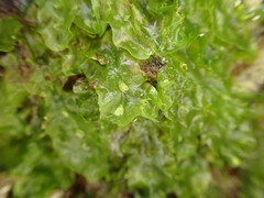 Symphyogyna undulata