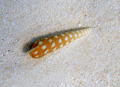 Terebra guttata