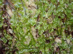 Symphyogyna undulata