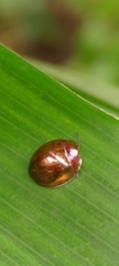 Leiochrodes