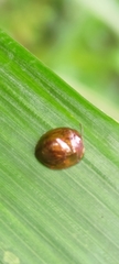 Leiochrodes
