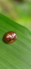 Leiochrodes