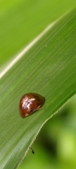 Leiochrodes