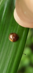 Leiochrodes