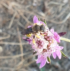 Trachusa