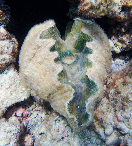 Hippopus hippopus (Linnaeus, 1758)