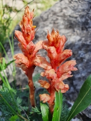 Orobanche kochii