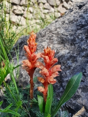 Orobanche kochii