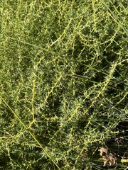 Sclerolaena muricata